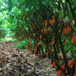 cocoa-plantation